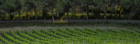 57-storia-fattoria-di-magliano-1.jpeg