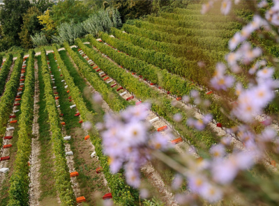 Amarone della Valpolicella Classico