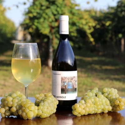 Chardonnay DOC VENEZIA 2022