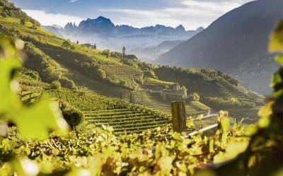 Pinot Bianco DOC