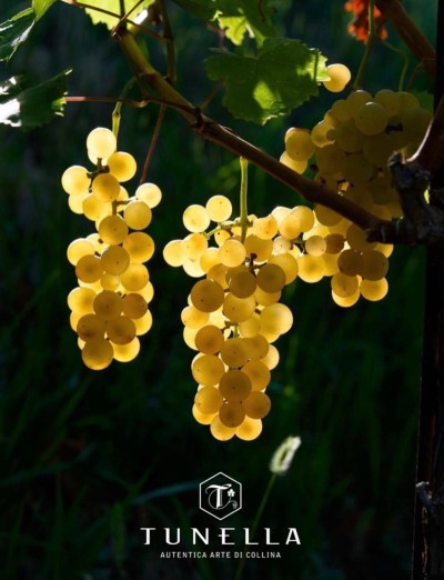 Biancosesto - Friulano & Ribolla Gialla- 1.5 L